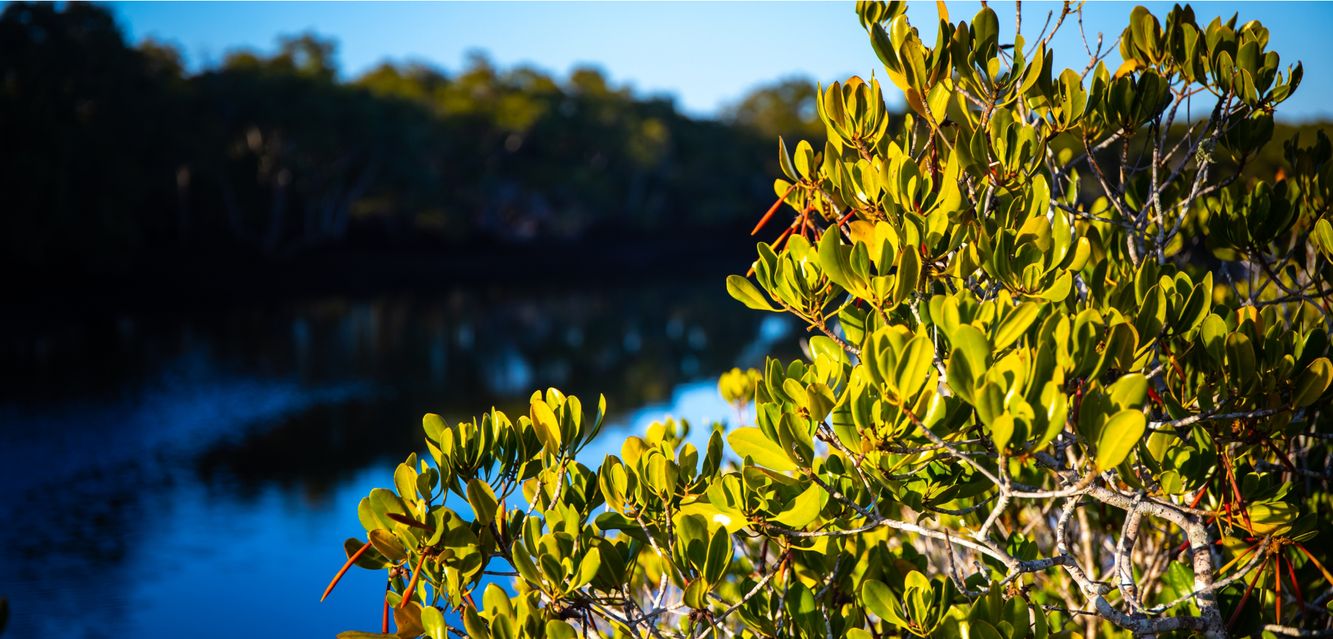 Sunset by the mangroves in Boondall Wetlands, Queensland.