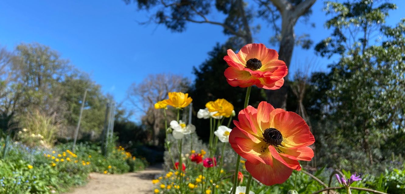 Poppy flowers growing in Bulleen, Melbourne.