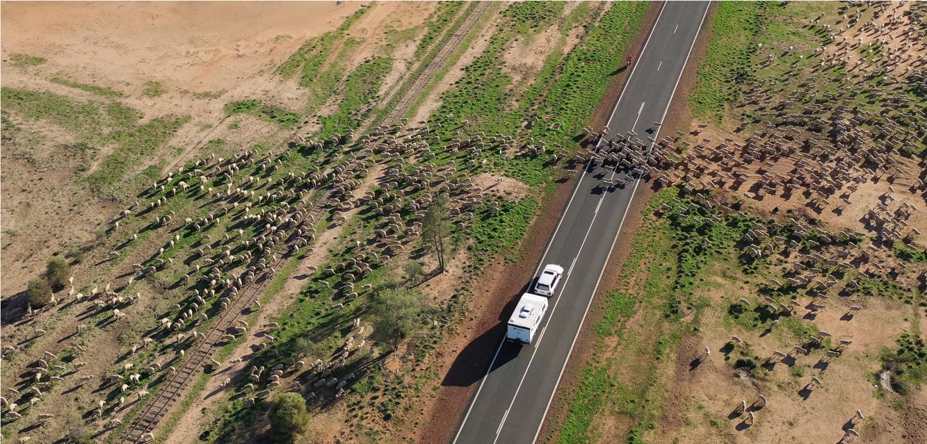 Sheep muster near Charleville in Queensland.