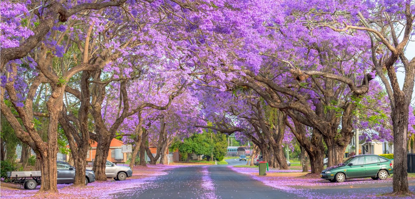 A jacaranda-lined street in Grafton. 