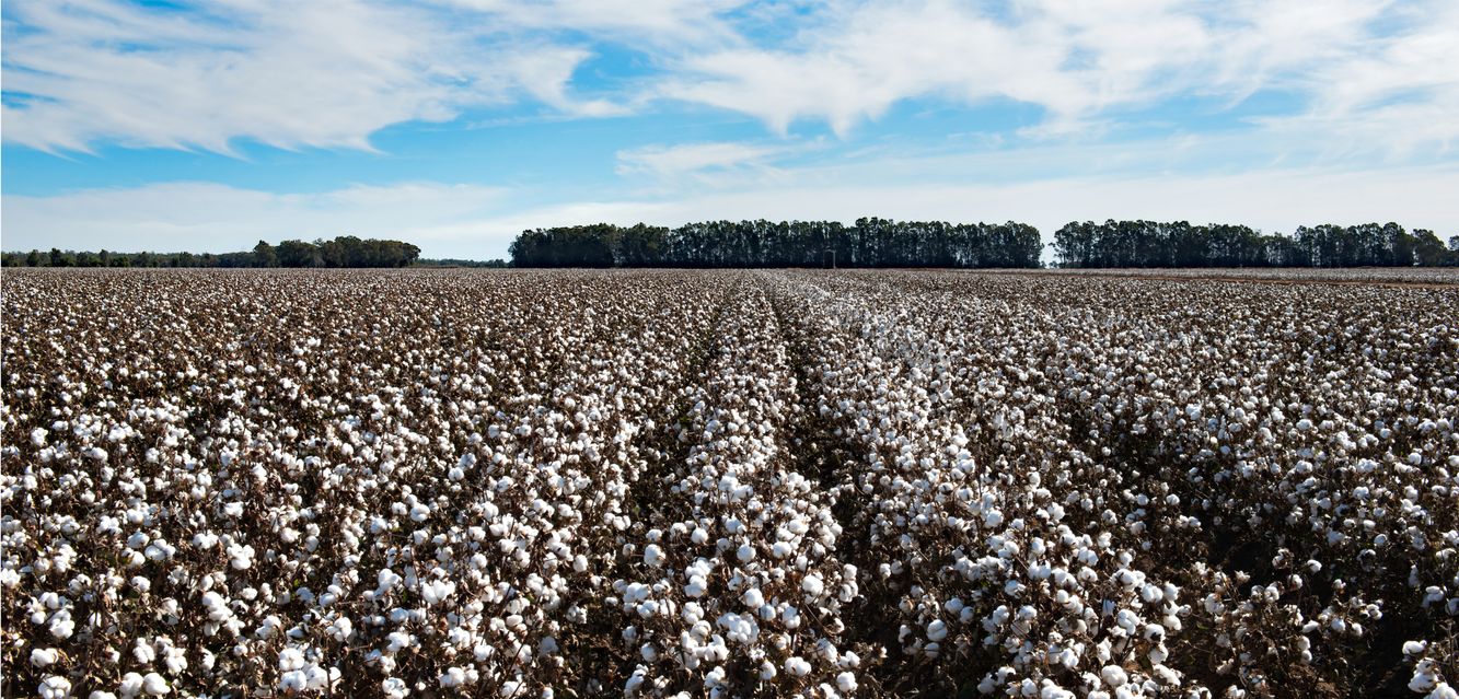 Cotton ready for harvest near Griffith, New South Wales.
