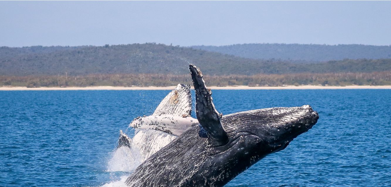 Spend a day whale-watching at Hervey Bay.