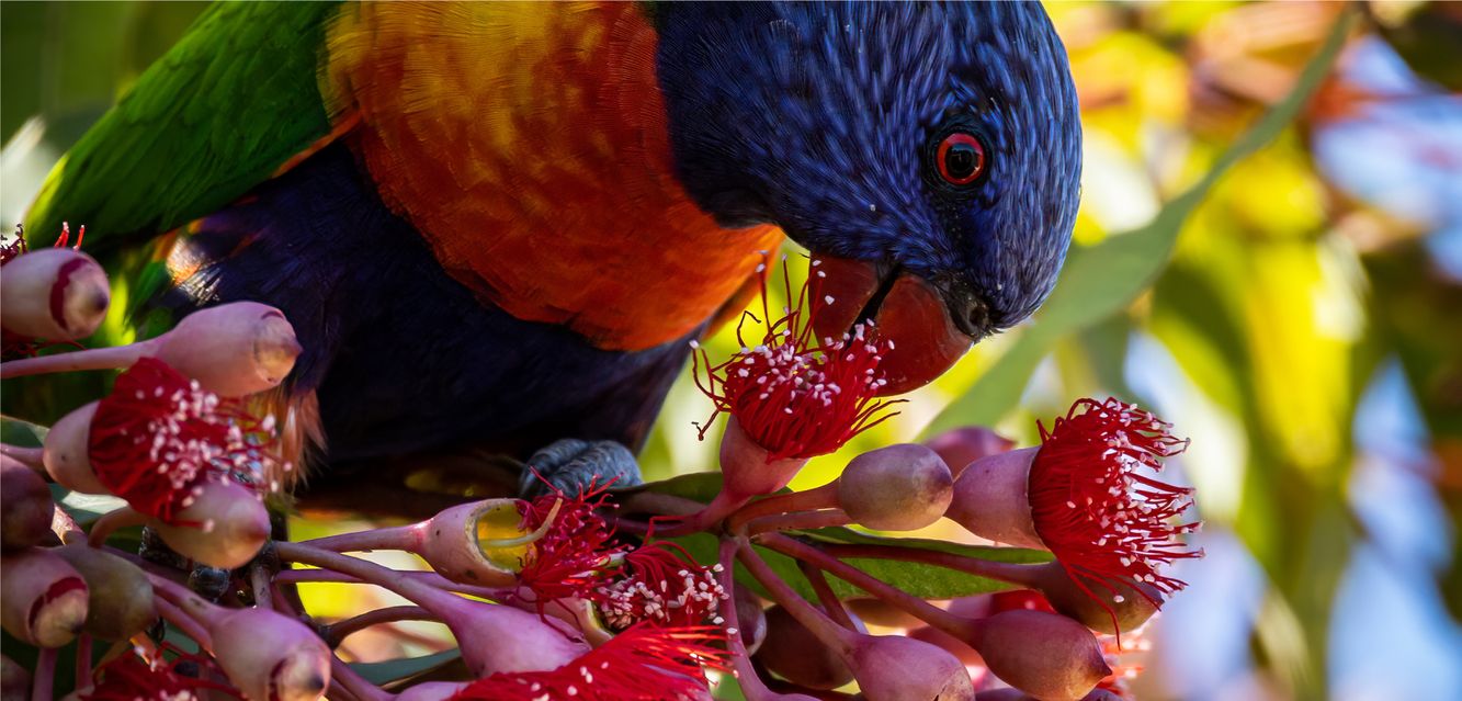 Beautiful Rainbow Lorikeet Parrot in Morphett Vale, South Australia.