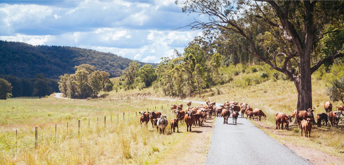 Rural landscape with a herd of cows in the Hunter Valley near Muswellbrook in New South Wales.