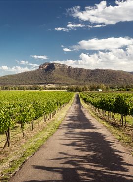 Vineyards in the Hunter Valley, New South Wales, Australia.
