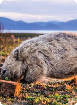 Close-up of Australian Wombat at sunset on Maria Island, Tasmania, Australia.