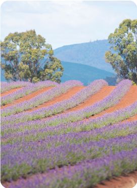 Field of purple herbal lavender plant flowers in long lines on agriculture farm in scenic rural area Tasmania, Australia