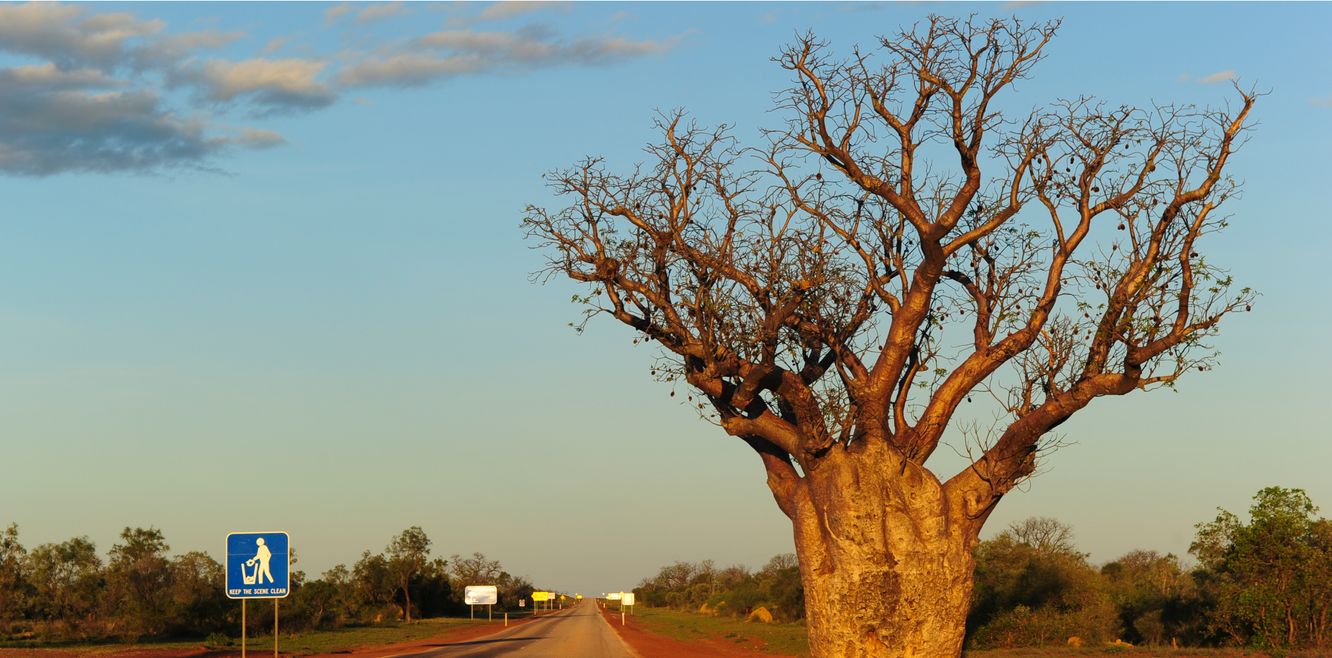 Boab tree and outback landscape in twilight on a remote highway in Western Australia.