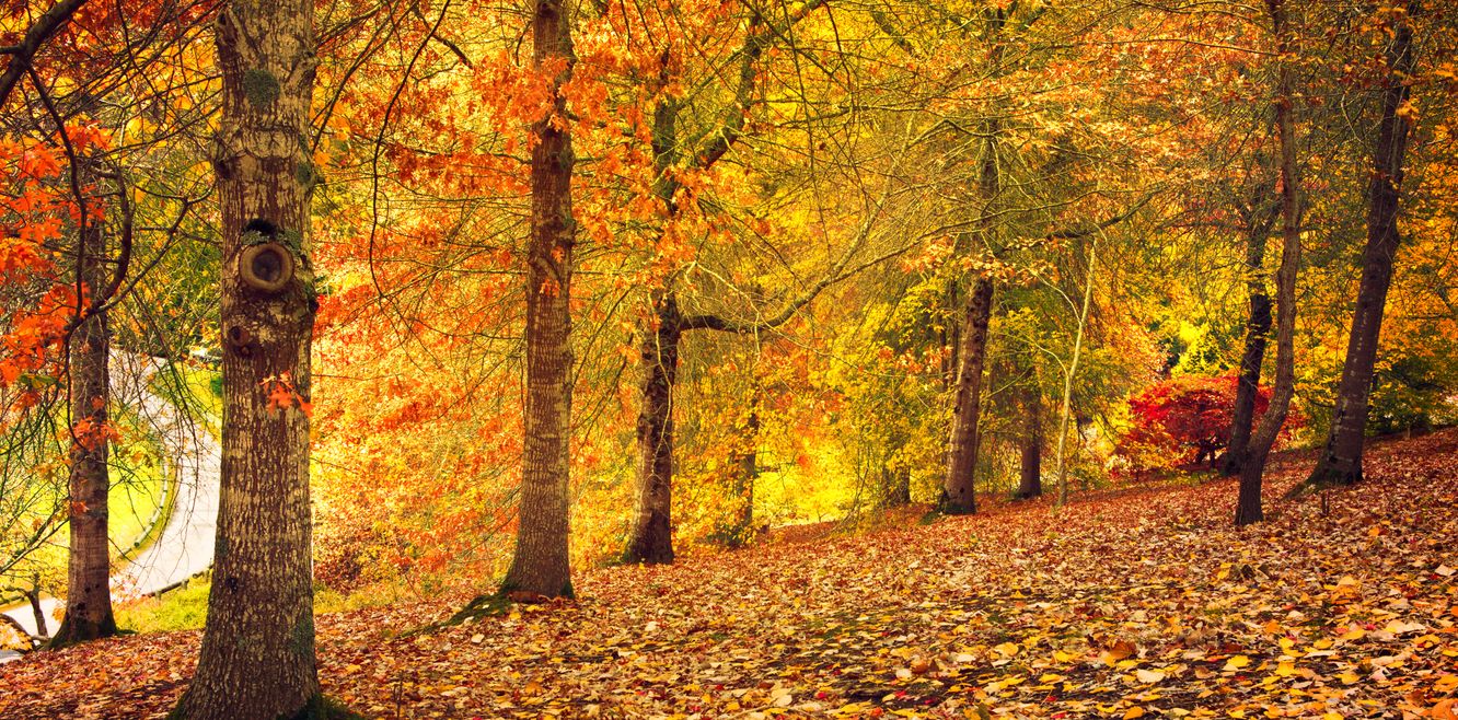 Beautiful Autumn colours in South Australia.