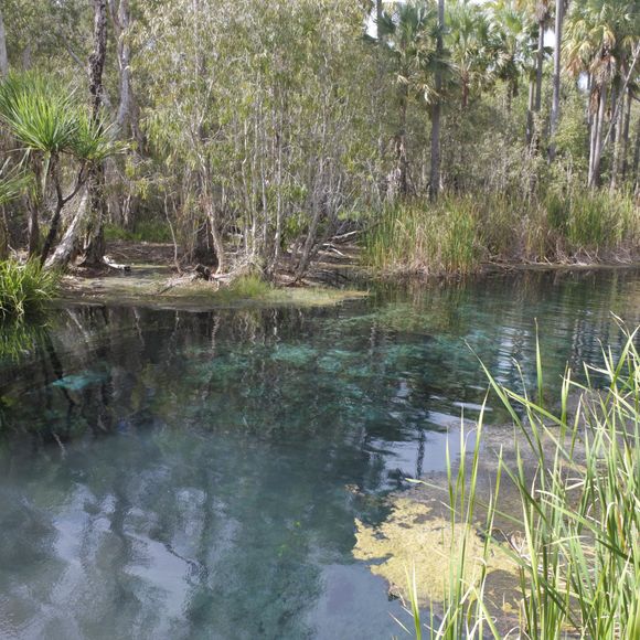 The Bitter Springs near Mataranka.