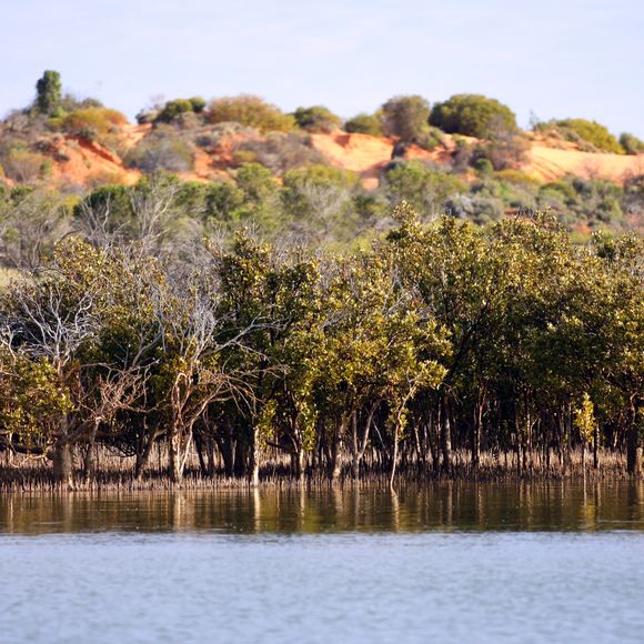 Outback ocean mangroves, Port Augusta.