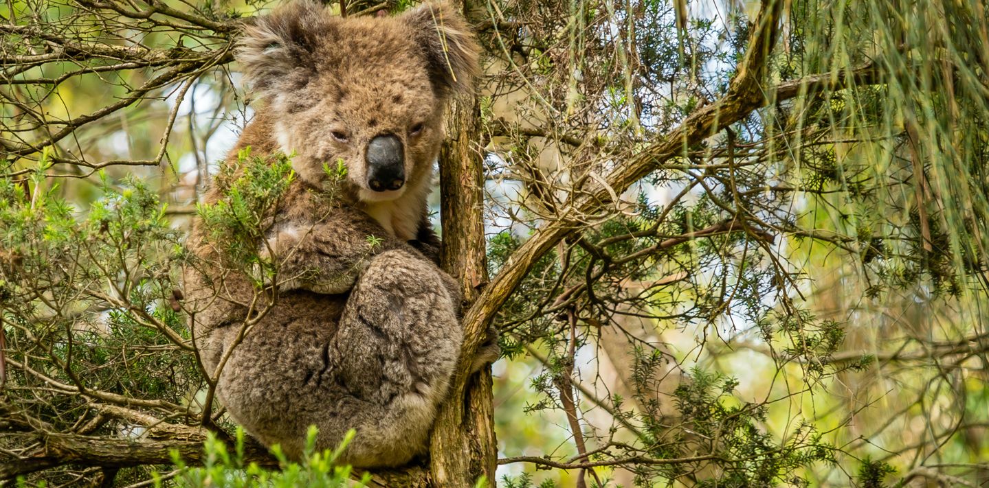 A koala on Phillip Island.
