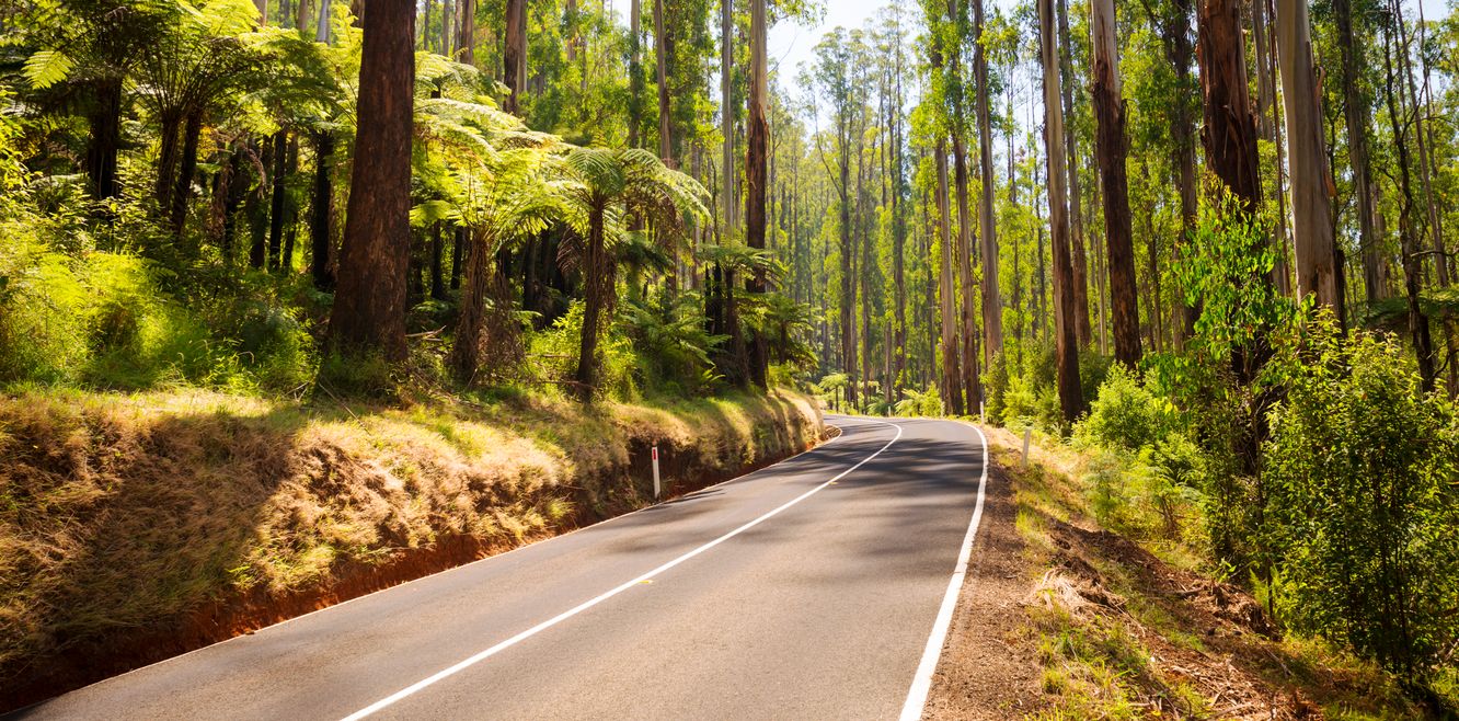 Driving on a forest road.