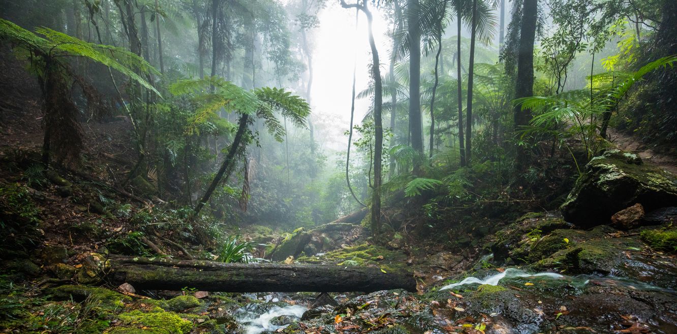 Twin Falls hike in the Springbrook National Park, Queensland.