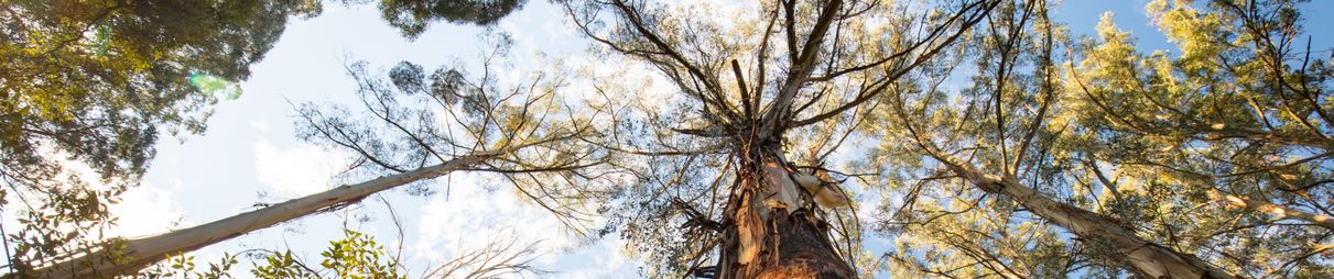 While you’re in the Dandenongs, don’t forget to look up.