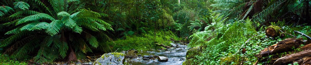 Within the Otways rainforest.