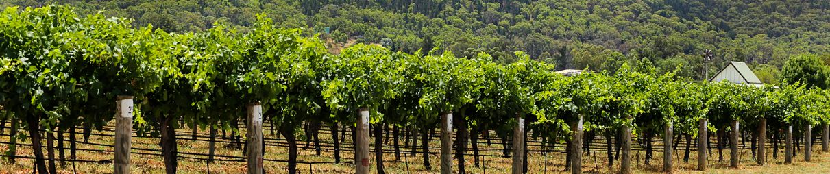 Vineyard in Mudgee, Victoria.