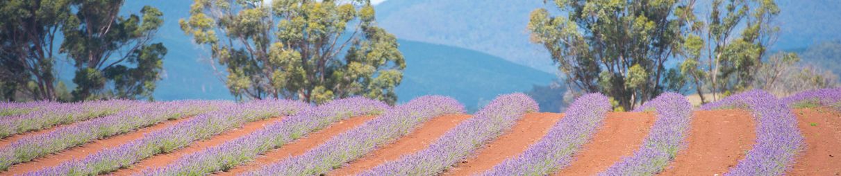 Lavender farm in Tasmania.