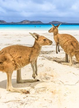 Meet beach wildlife around Esperance, Western Australia.