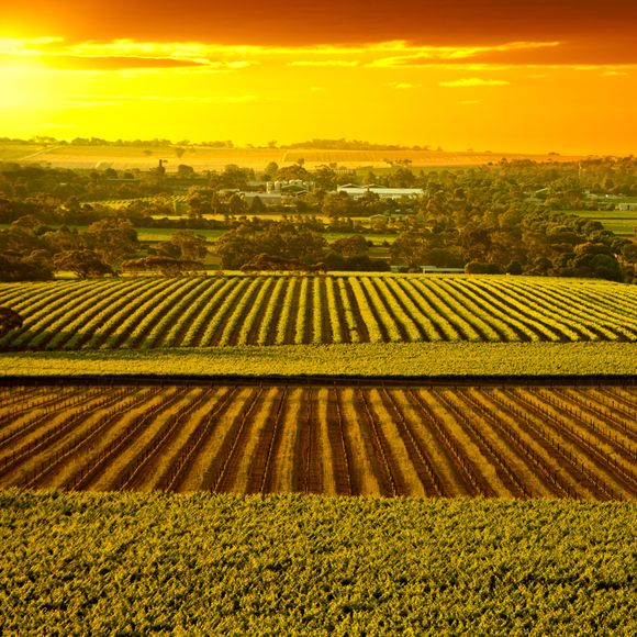 Sunset in the Barossa Valley..