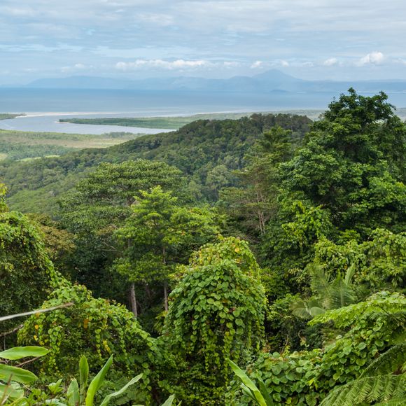 Daintree National Park, Cape Tribulation.