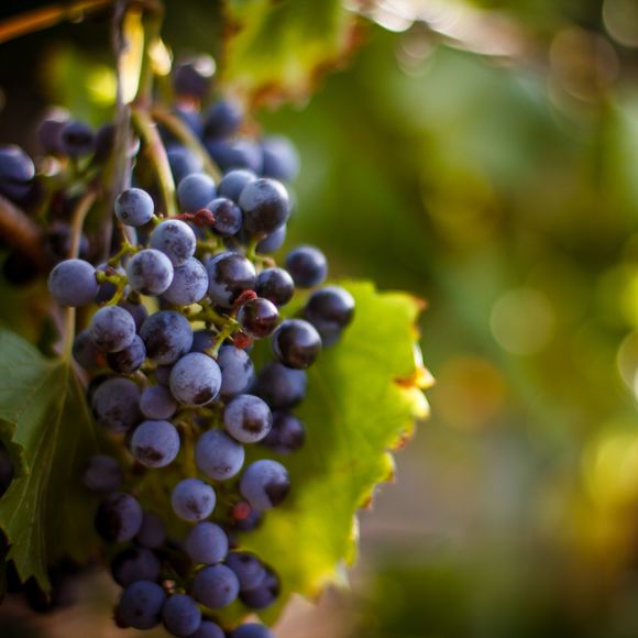 A cluster of black grapes attached to a vine.