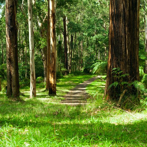 Natural scenery in the Dandenong Ranges.
