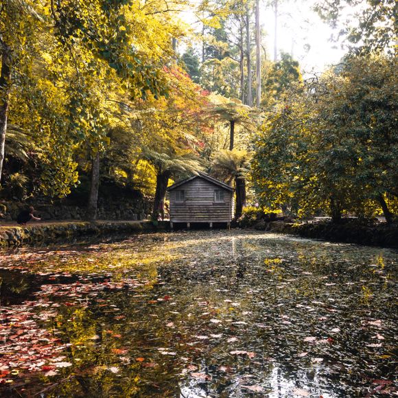 Alfred Nicholas Memorial Gardens on a warm sunny autumn day in the Dandenongs regoion of Sassafras in Victoria.
