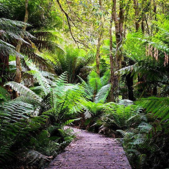 Experience nature at Otways National Park.