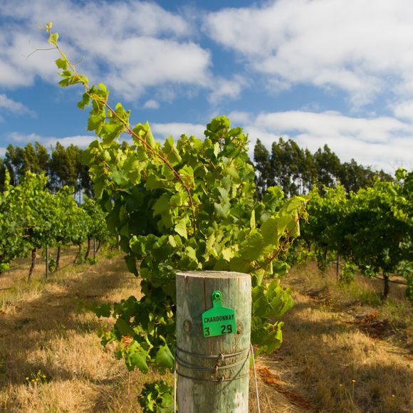 A chardonnay vineyard in Margaret River.