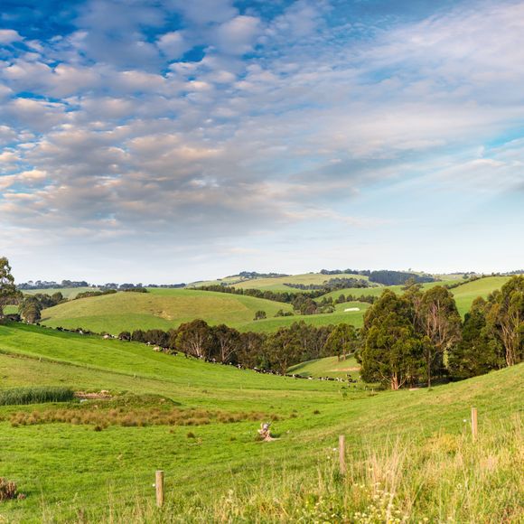 Rolling hills and cows in the countryside around Wilsons Promontory.