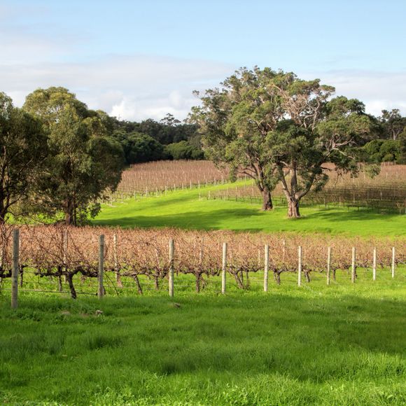 Vineyards in the Margaret River area.