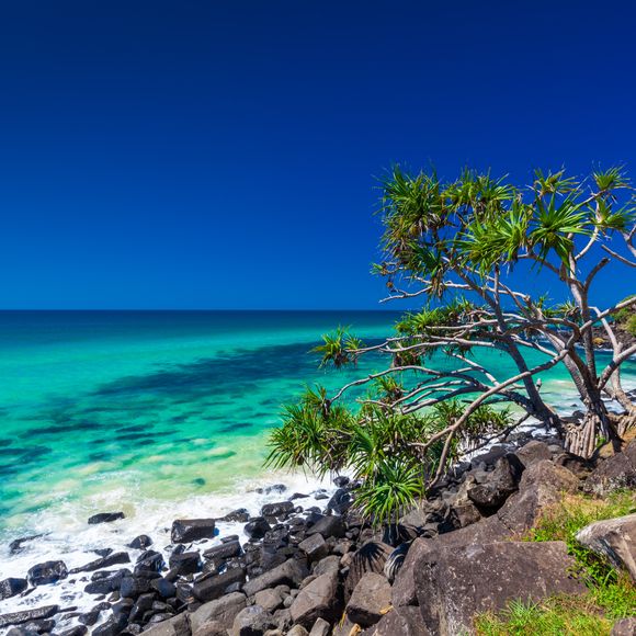 Beach view with rocks and a tree at Burleigh Heads.