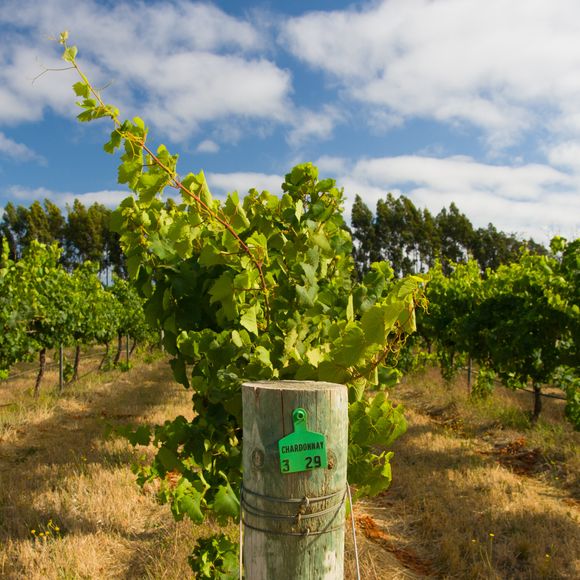 Chardonnay almost ready to harvest.