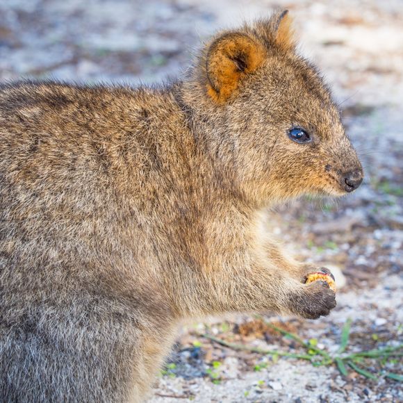 Meet the quokkas.