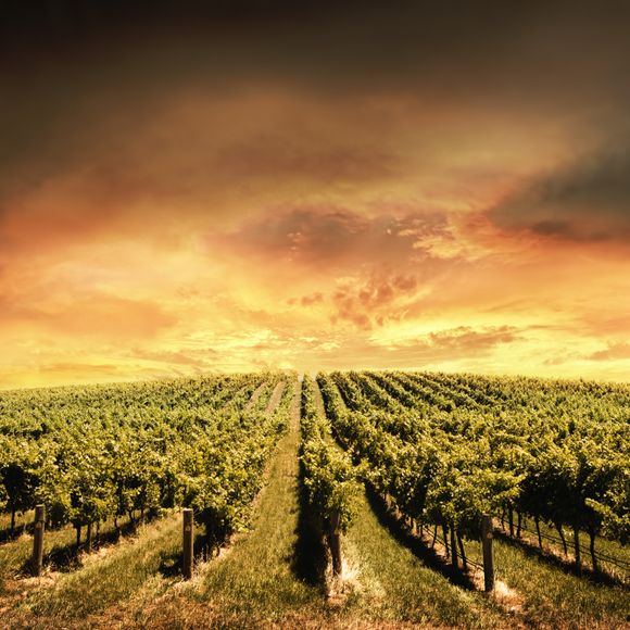 Why not wander some of the Barossa Valley’s vineyards?