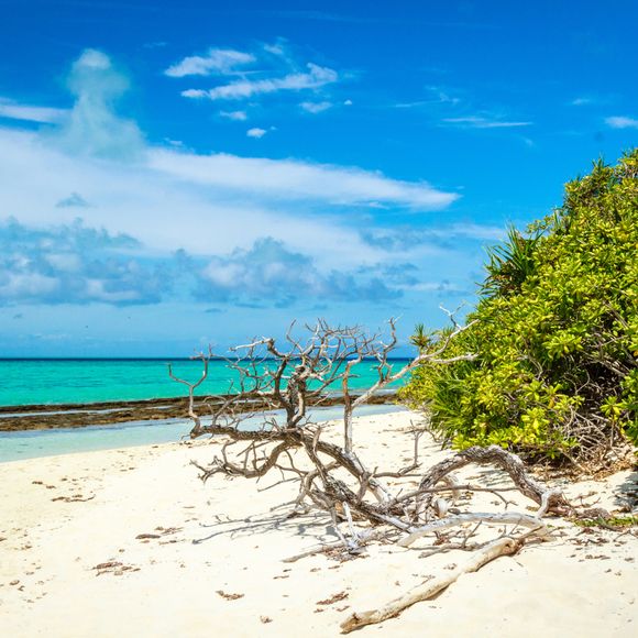Driftwood on a beach, Heron Island.