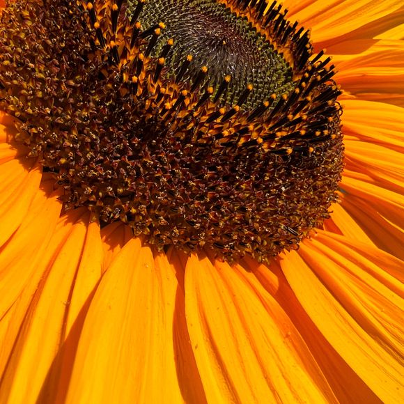 Sunflowers are beautiful up close too.