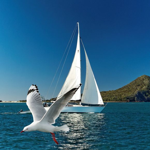 A yacht sailing past Yacaaba Head with a seagull flying by.