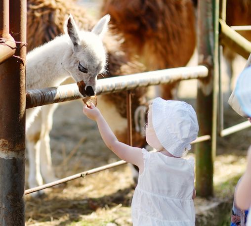 A child feeding a baby llama.